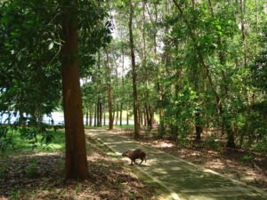 Ponche en Montelíbano (Hydrochoerus hydrochaeris)