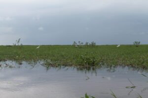 Aves acuáticas en una ciénaga