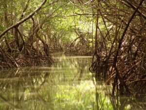 Ecosistema de manglar
