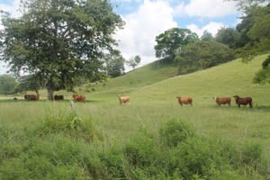Ganadería en la sabana cordobesa (1)