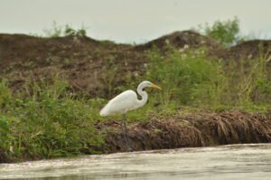 Garza blanca (Ardea alba)